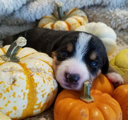 cattle pups for sale in NM